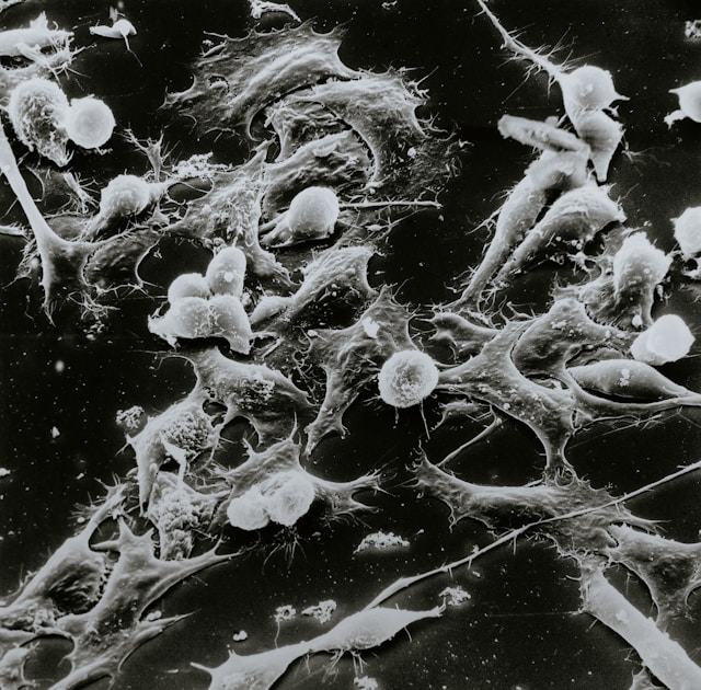 Ernährung zur Prävention von Krebs